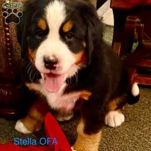 Lois allison bernese mountain 2024 dog