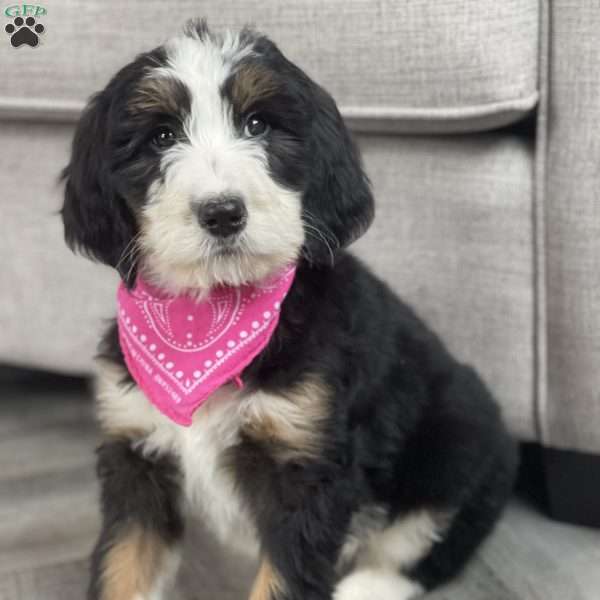 Paisley, Bernedoodle Puppy