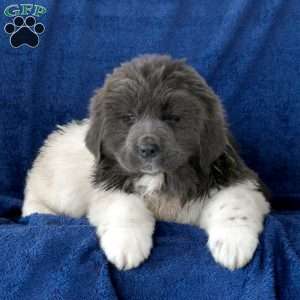 Merle best sale newfoundland dog