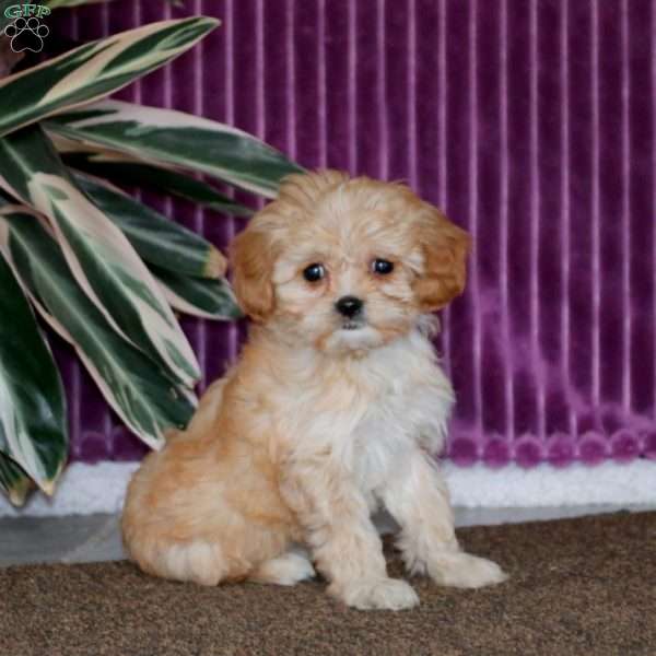 Carla, Cavalier King Charles Mix Puppy
