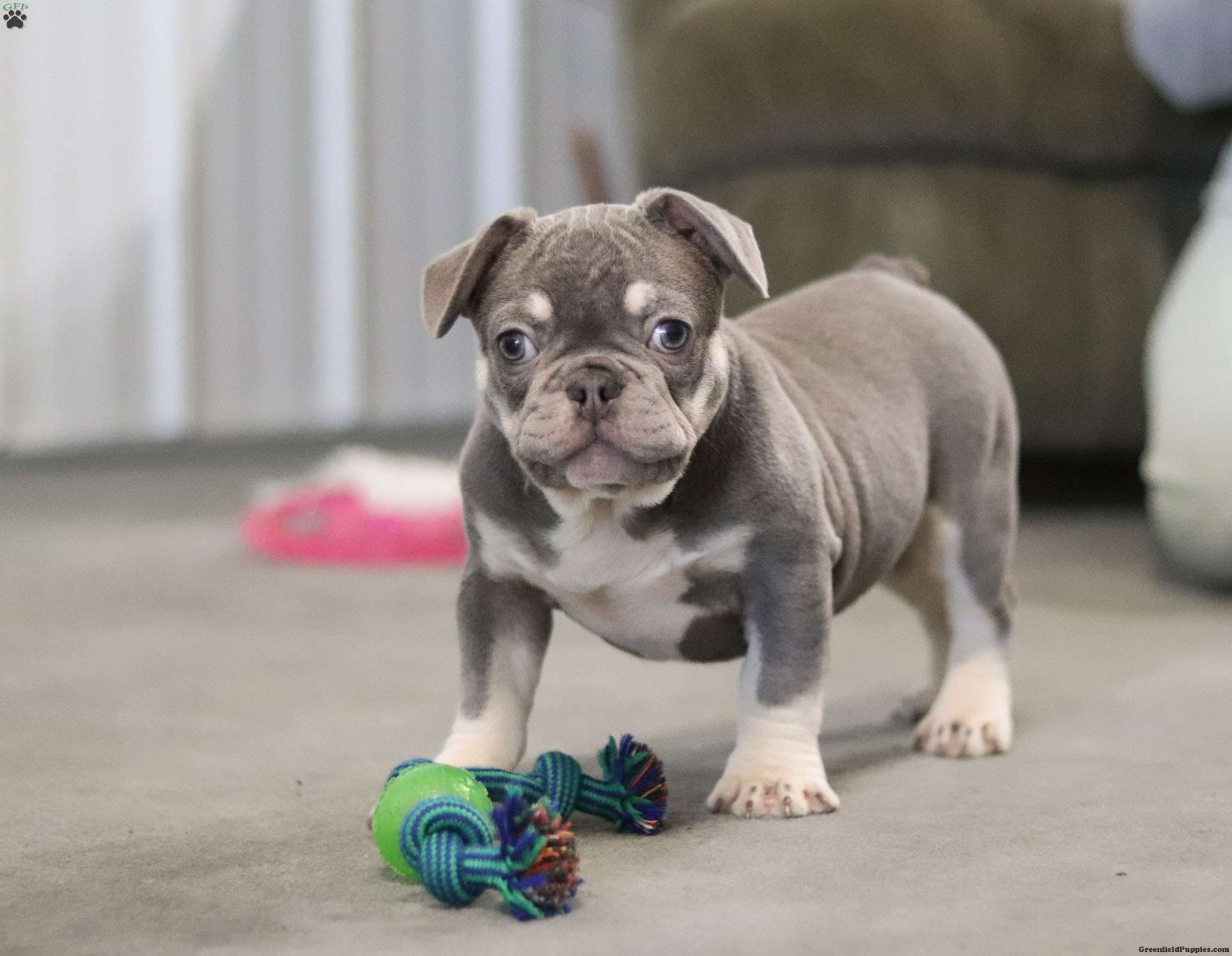 Carlos French Bulldog Puppy For Sale in Ohio