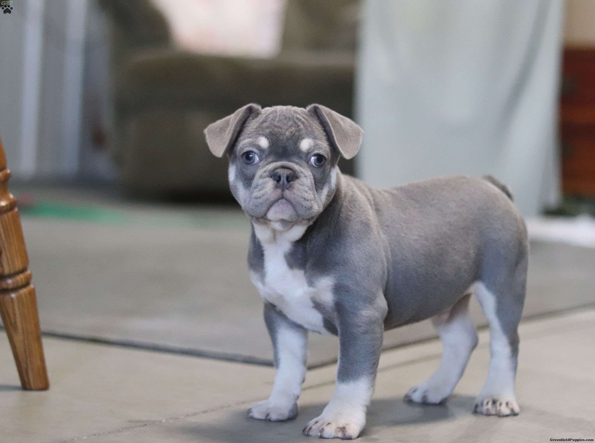 Carlos French Bulldog Puppy For Sale in Ohio
