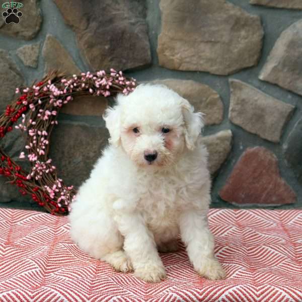 Carrie, Mini Goldendoodle Puppy