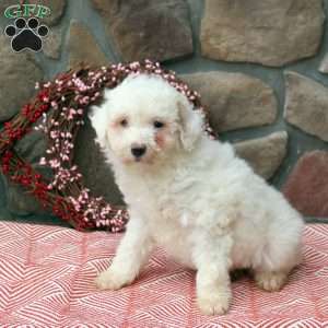 Carrie, Mini Goldendoodle Puppy