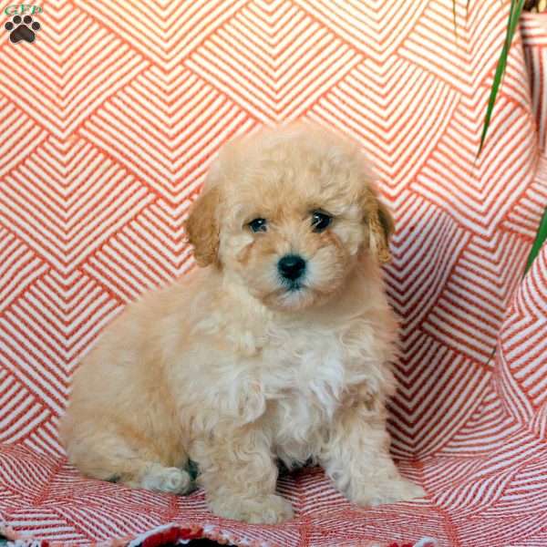 Cassie, Miniature Poodle Puppy