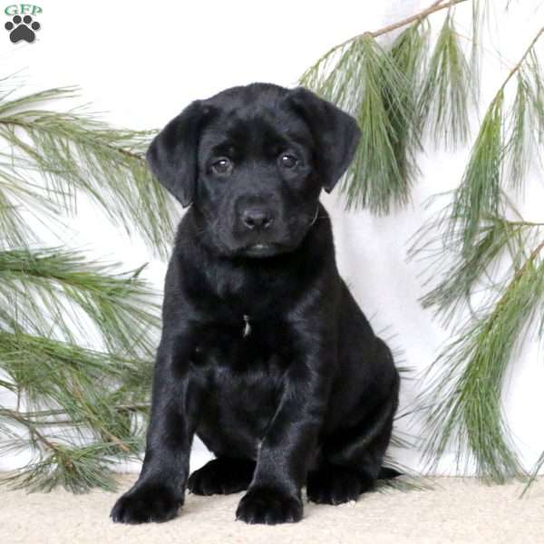 Cayson, Black Labrador Retriever Puppy