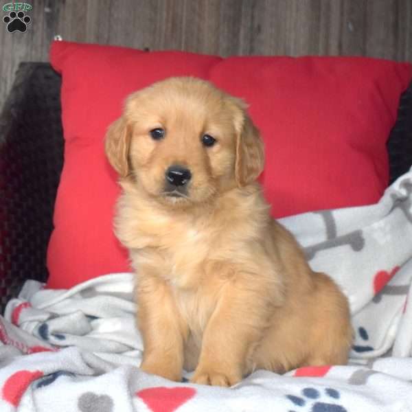 Charlie, Golden Retriever Puppy