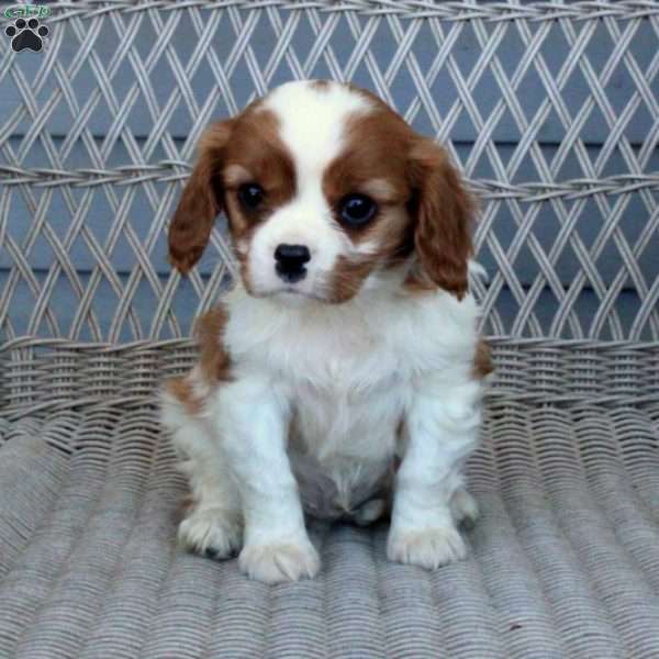 Charlie, Cavalier King Charles Spaniel Puppy