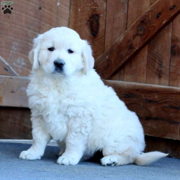 Charlie, English Cream Golden Retriever Puppy