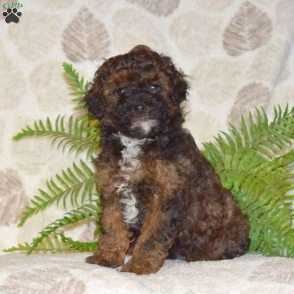 Chase, Shih-Poo Puppy
