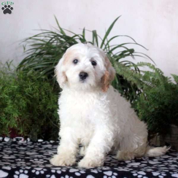 Chase, Mini Goldendoodle Puppy