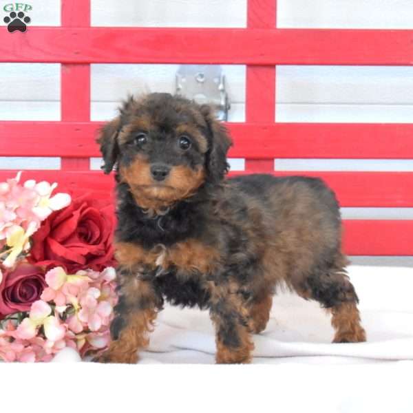 Checkers, Miniature Poodle Puppy