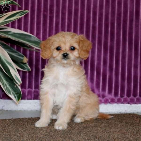 Chelsey, Cavalier King Charles Mix Puppy