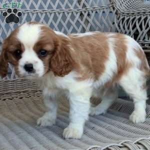 Chester, Cavalier King Charles Spaniel Puppy