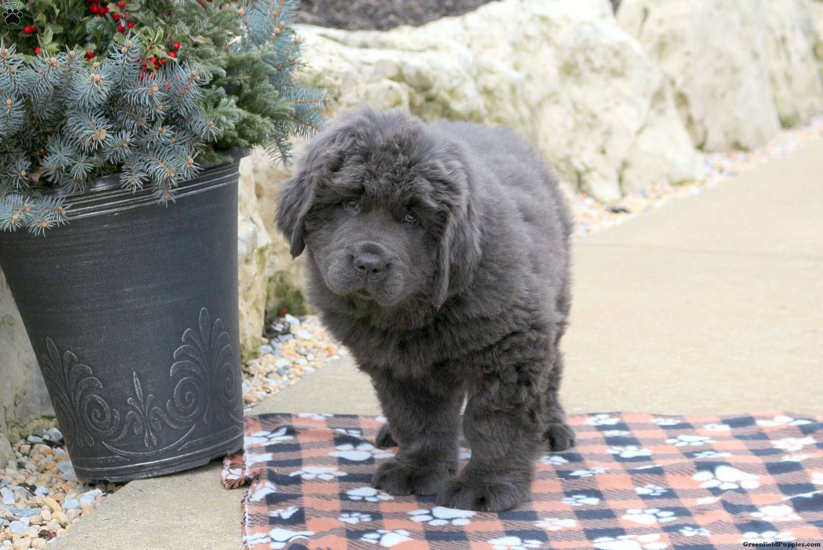 Chewy Newfoundland Puppy For Sale in Pennsylvania