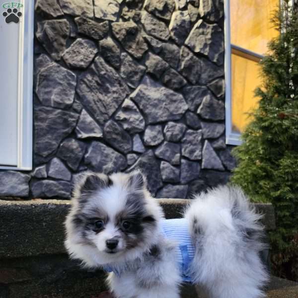 Chico, Pomeranian Puppy