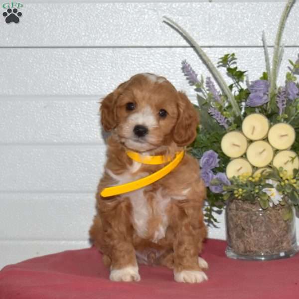 Chip, Mini Goldendoodle Puppy