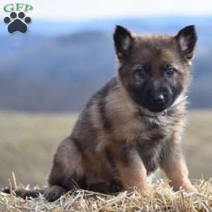 German Shepherd Puppies For Sale - Greenfield Puppies