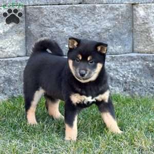 Shiba Inu Puppies For Sale | Greenfield Puppies