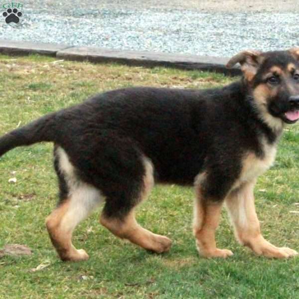 Chrissy, German Shepherd Puppy