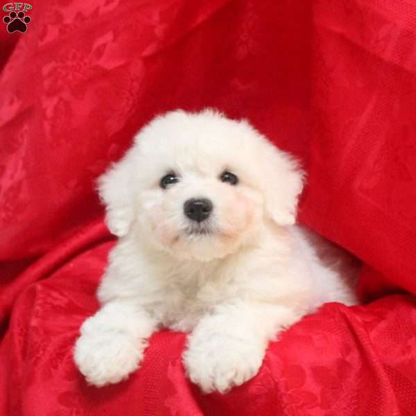 Clara, Bichon Frise Puppy
