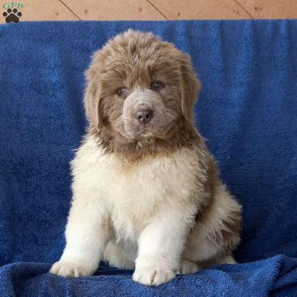 Cleo, Newfoundland Puppy