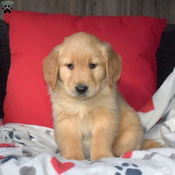 Clifford, Golden Retriever Puppy