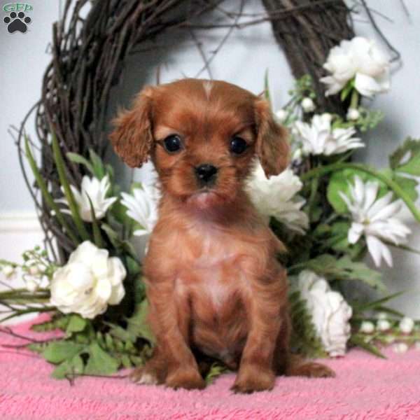 Coby, Cavalier King Charles Spaniel Puppy
