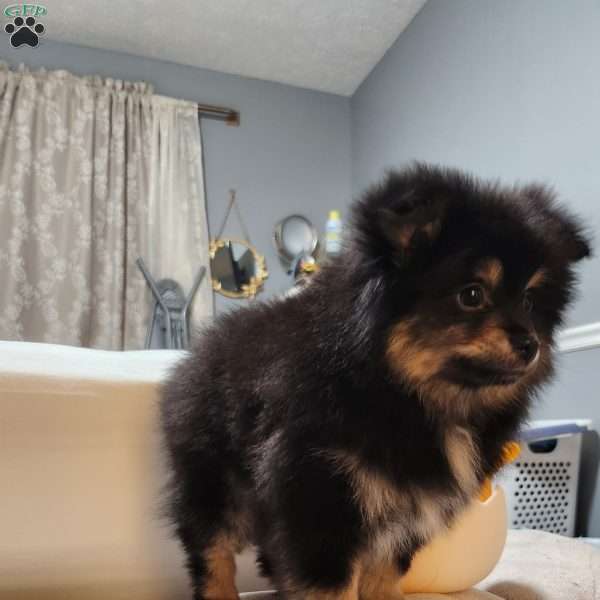 Coco, Pomeranian Puppy