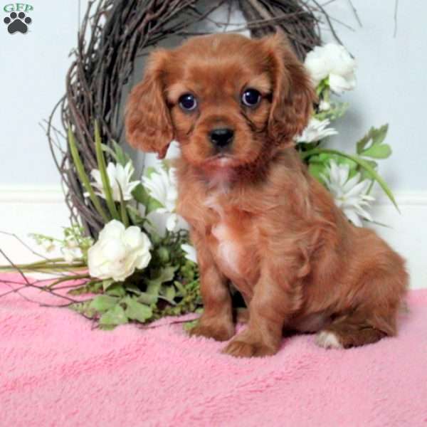Cocoa, Cavalier King Charles Spaniel Puppy