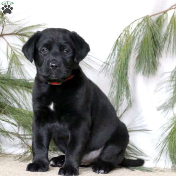 Cody, Black Labrador Retriever Puppy