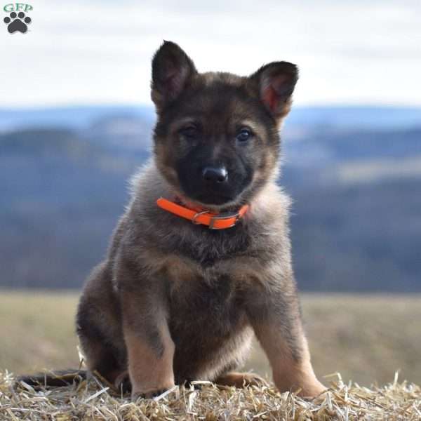 Cody, German Shepherd Puppy