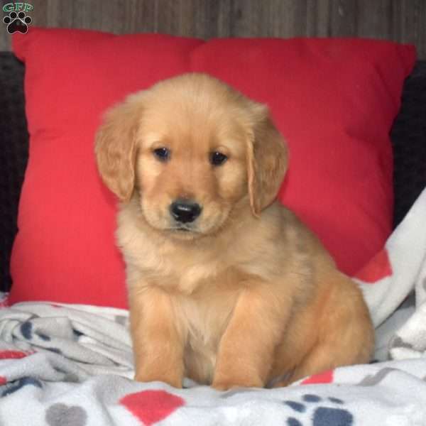 Colby, Golden Retriever Puppy