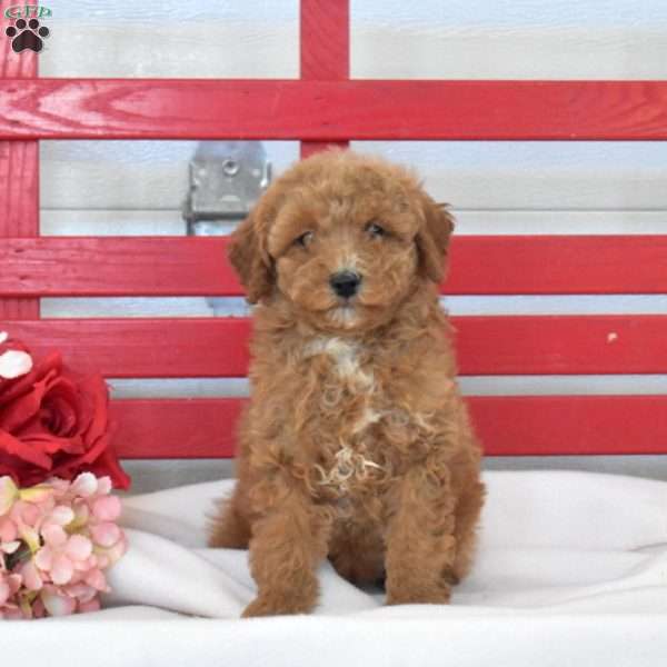Colby, Miniature Poodle Puppy