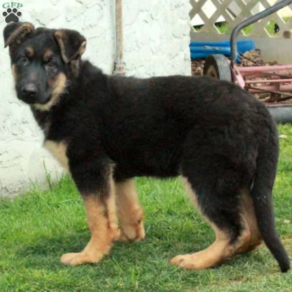 Colby, German Shepherd Puppy