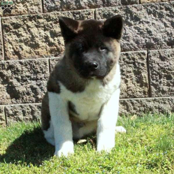 Colby, Akita Puppy