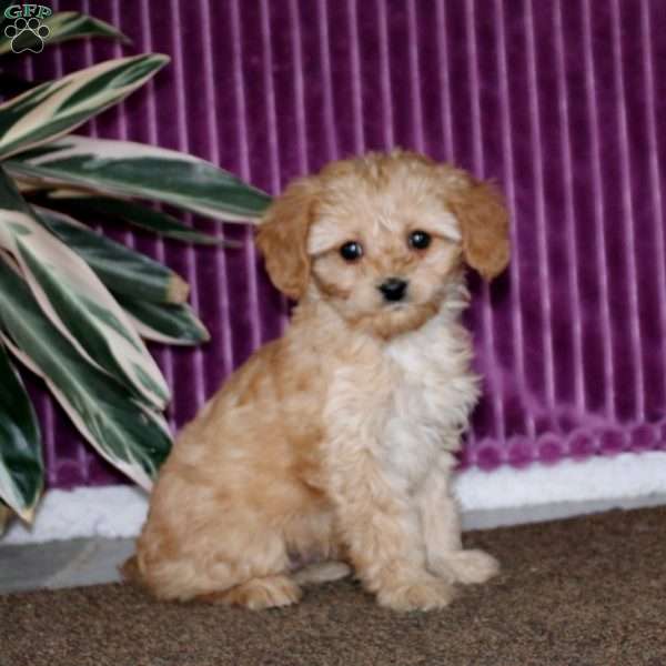 Colby, Cavalier King Charles Mix Puppy