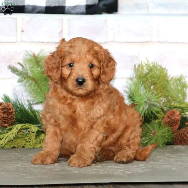Colby, Mini Goldendoodle Puppy