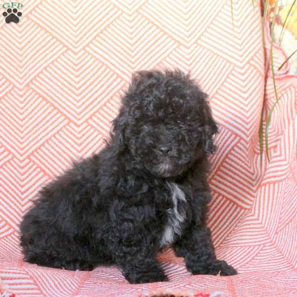 Cole, Miniature Poodle Puppy