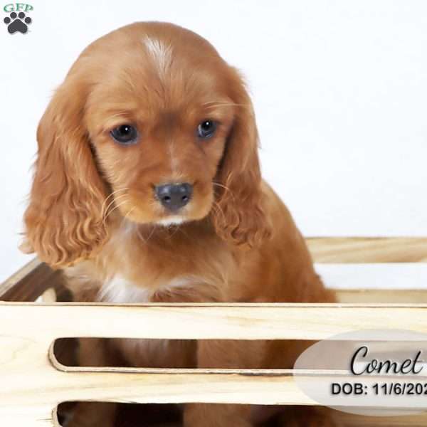 Comet, Cavalier King Charles Spaniel Puppy