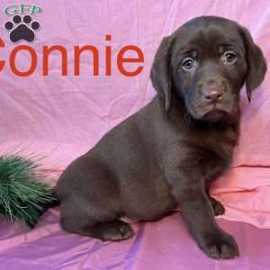 Chocolate Labrador Retriever Puppies for Sale - Greenfield Puppies