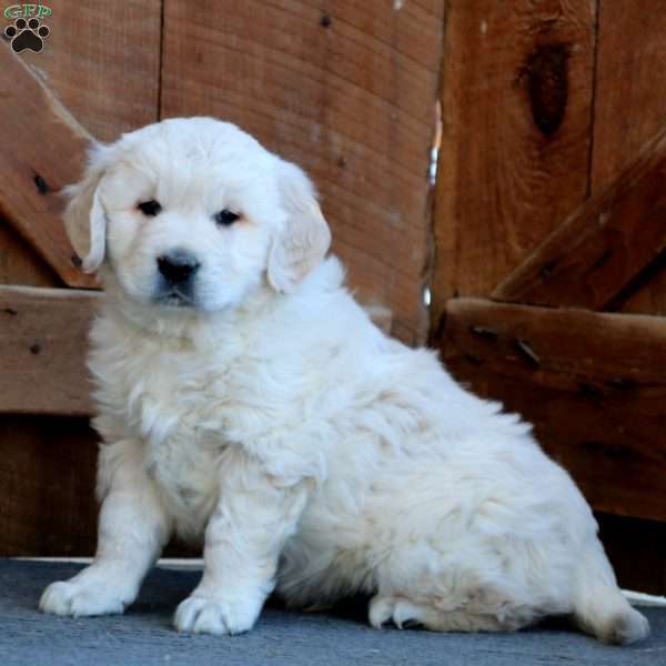 Connor, English Cream Golden Retriever Puppy
