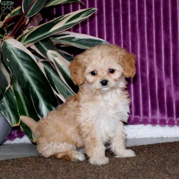Cookie, Cavalier King Charles Mix Puppy
