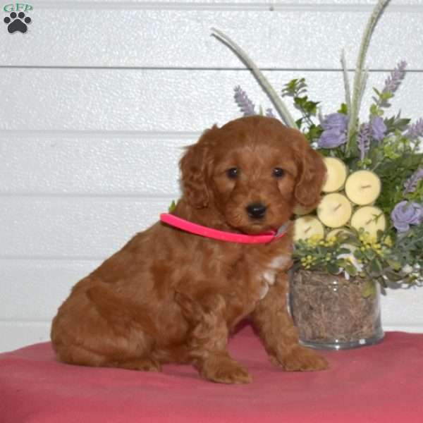 Cora, Mini Goldendoodle Puppy