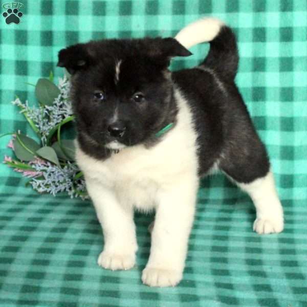Cora, Akita Puppy
