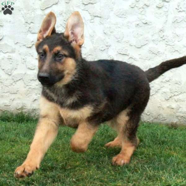 Cora, German Shepherd Puppy