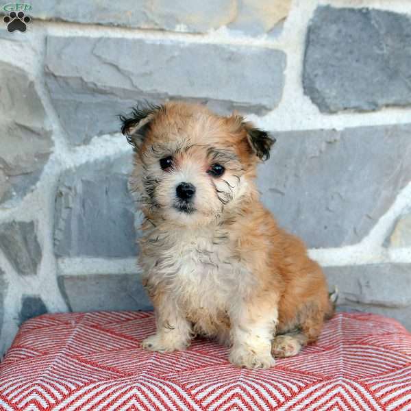 Cordella, Yorkie-Chon Puppy