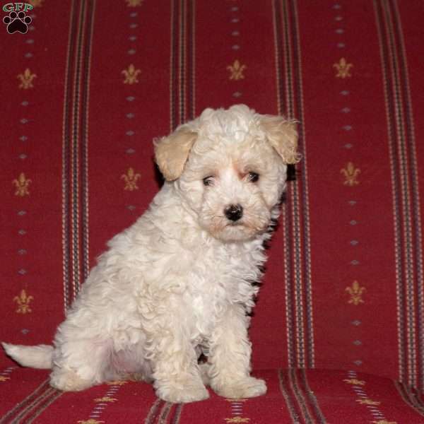 Creme, Toy Poodle Puppy