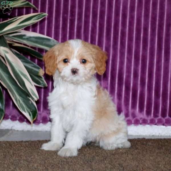 Cutie, Cavalier King Charles Mix Puppy