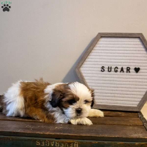 Sugar, Shih Tzu Puppy